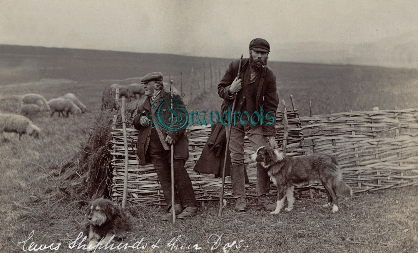 Shepherds and their dogs, South Downs, Lewes - click image to return to album