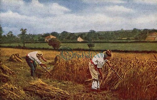 Sussex