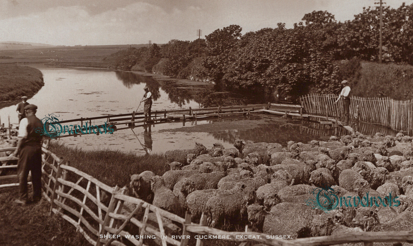 photo of Sheep Washing in River Cuckmere, Exceat, near Seaford, Sussex, c.1920 - click image to return