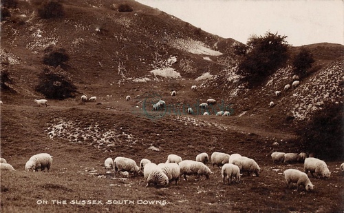 Sussex