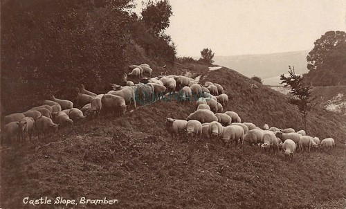 Sussex