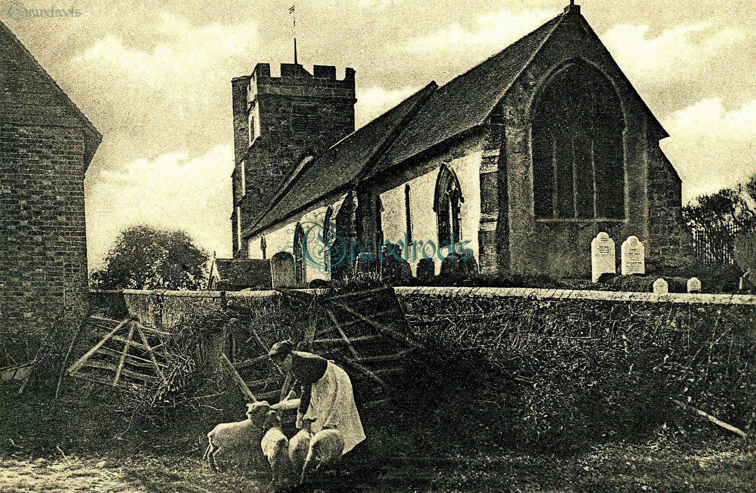  old Social history photo, Feeding lambs outside Warbleton Church, Sussex - click image below to return
