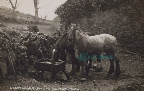 Dartmoor working hoses after work, Devon