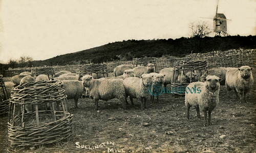 Sussex