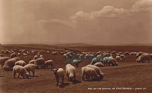 Sussex