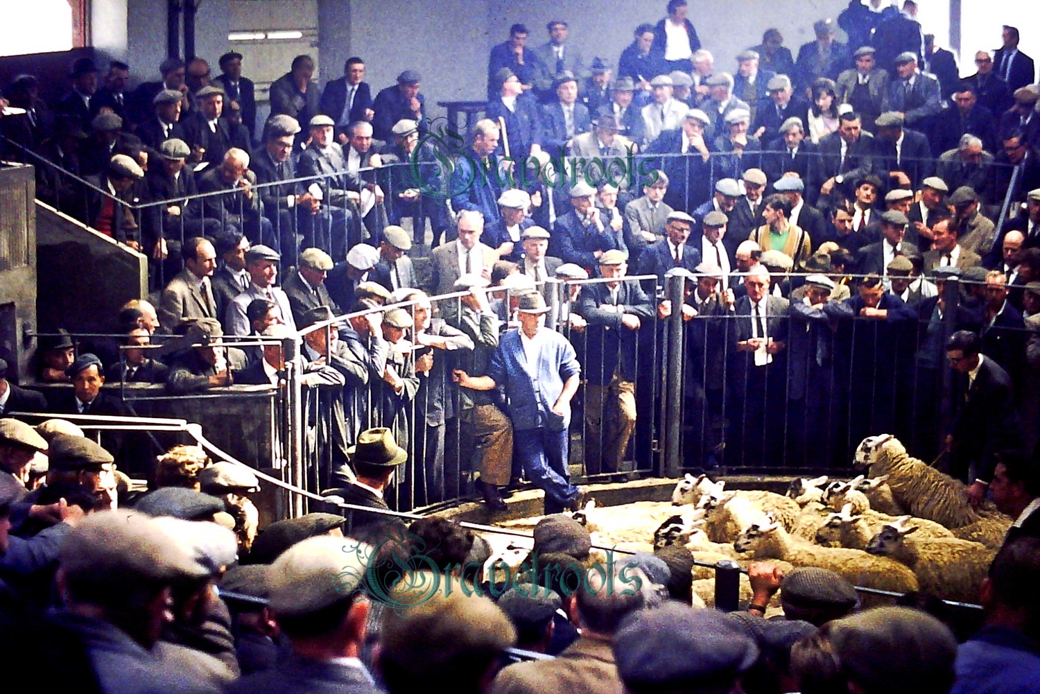  old  Social history photo of Penrith Sheep Market 1969, Cumbria - click image below to return