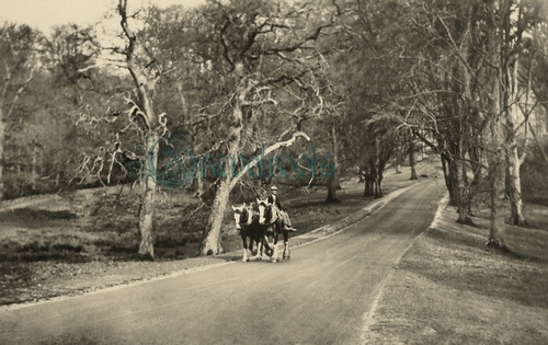 old Goodwood