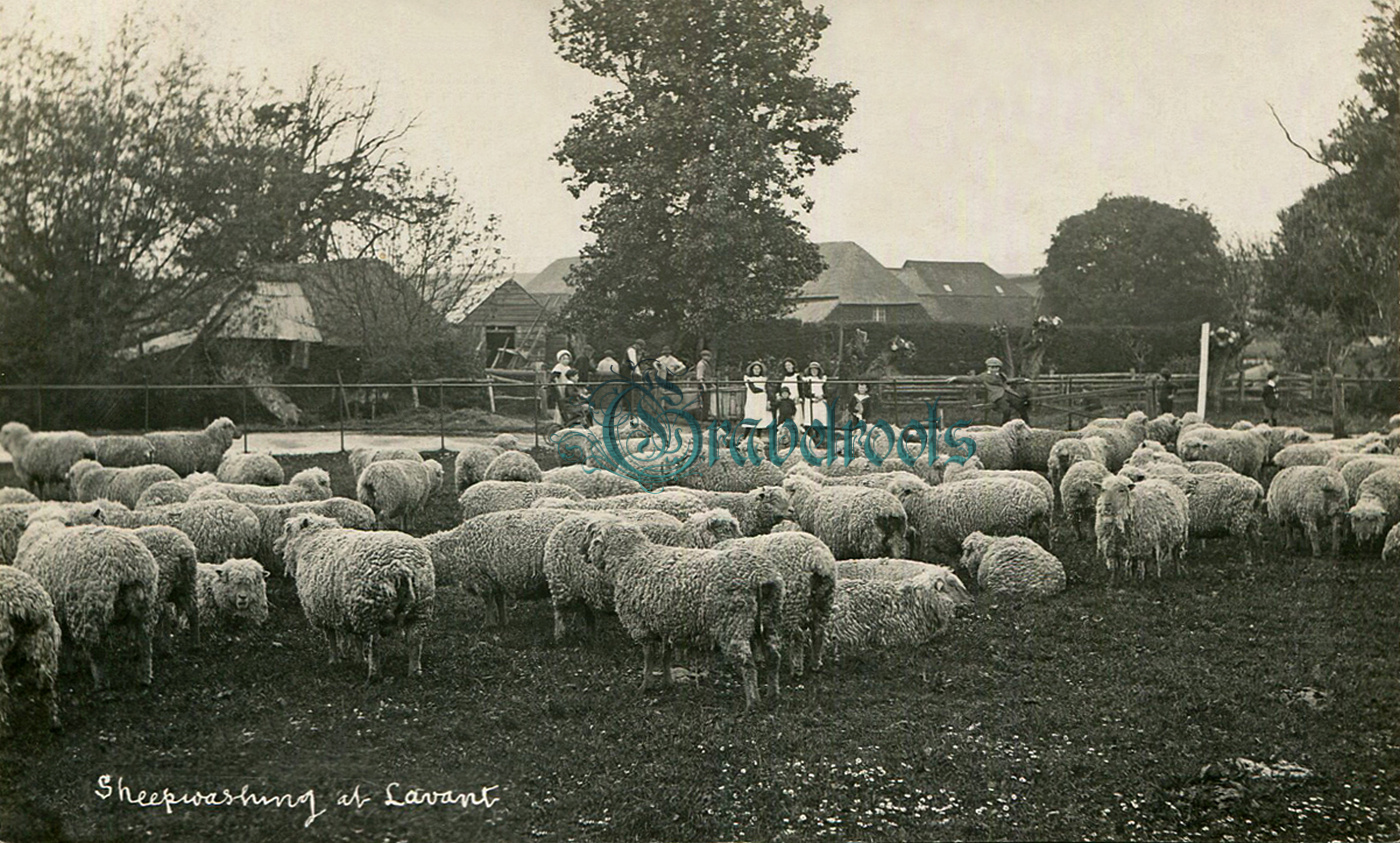  old photo of Sheep washing, Lavant, Chichester, Sussex - click image below to return