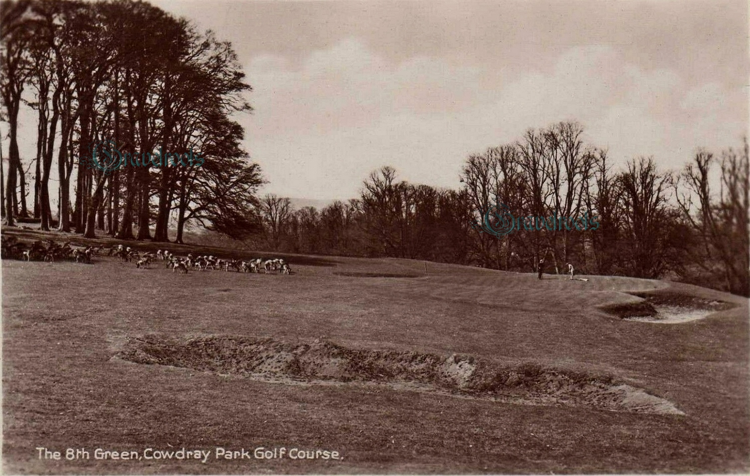  old photo of Cowdray Golf Course, 8th green, Easebourne, Sussex - click image below to return
