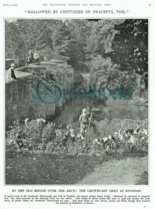 old photo of Otter Hounds at Stopham Bridge, Sussex - click image to return