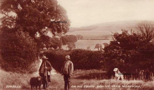 Sussex
