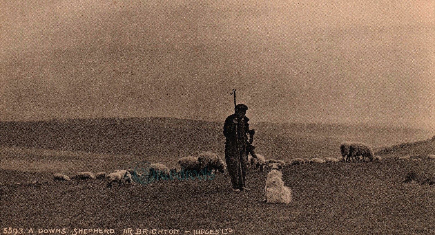 Downs Shepherd, Nr. Brighton, Sussex - 
click to return